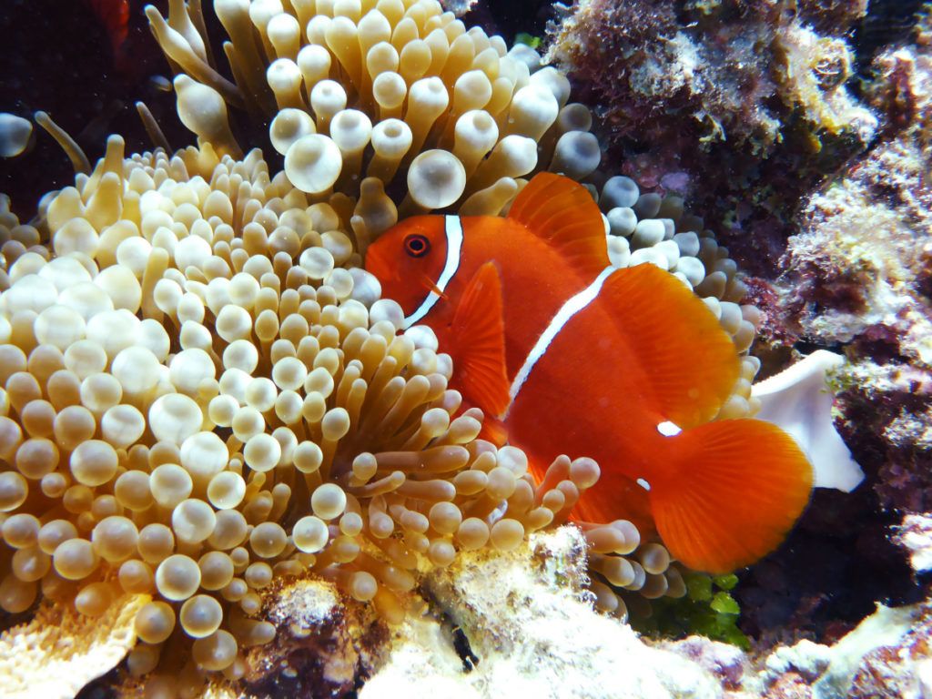 maroon-clownfish