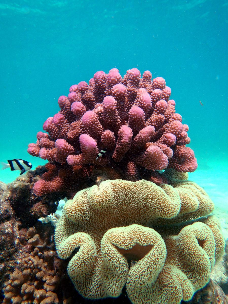 coral-formation