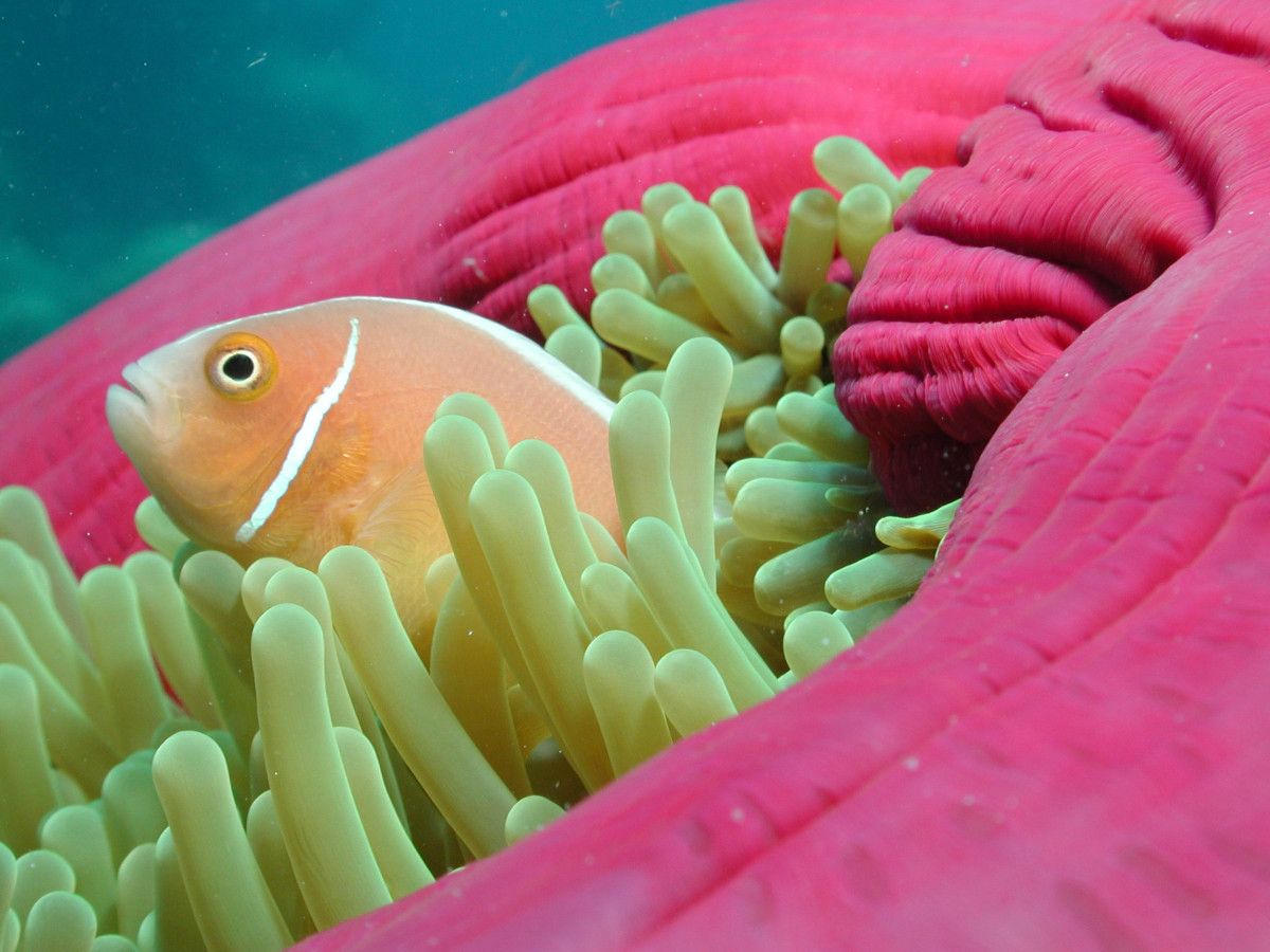 pink-anemonefish